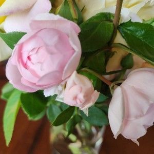 Meet your Posher, Pamela